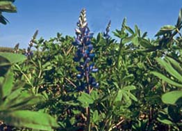 CP_02_Lupine_262.jpg