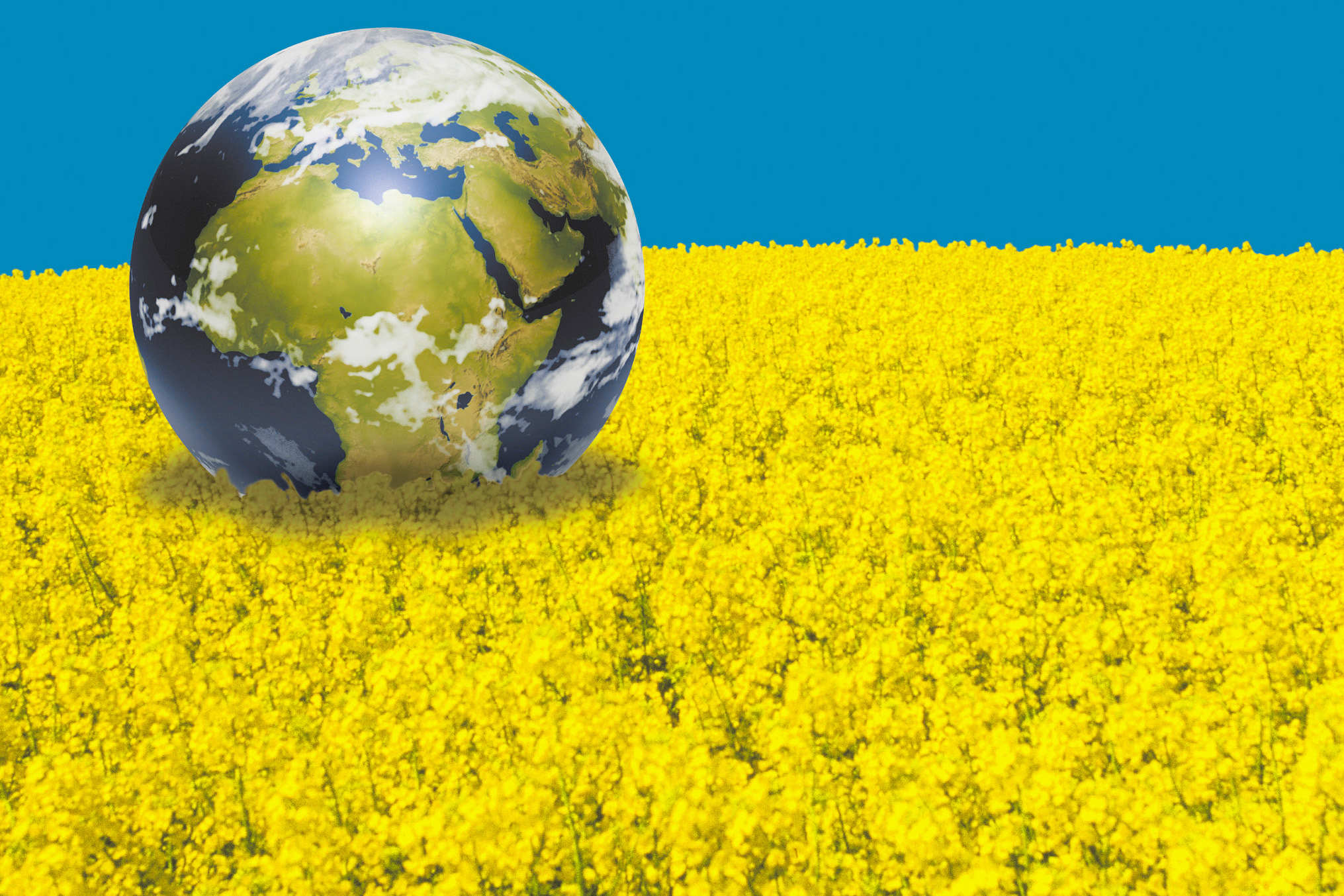 Rapsglobus_quer_300dpi.jpg