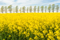 rapeseed-flowering_trees_200.jpg