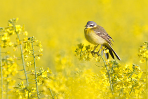 Rapsbluete_2013_Schafstelze_300dpi.jpg