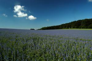 Wiederbelichtung_Feld_DSC_0012.JPG